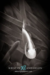 Pink anemonefish in black & white by Kristin Anderson 